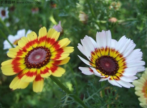 花環(huán)菊種子發(fā)芽出苗圖片