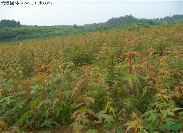 雞爪槭種子發(fā)芽出苗圖片