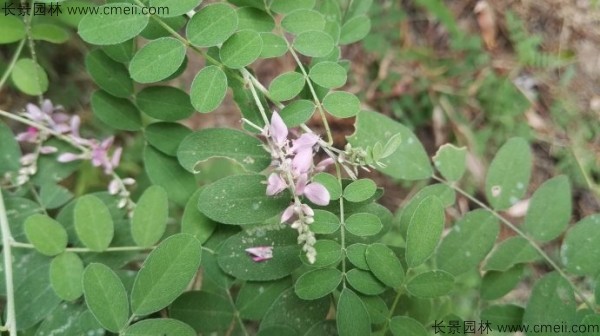 馬棘種子發(fā)芽出苗圖片