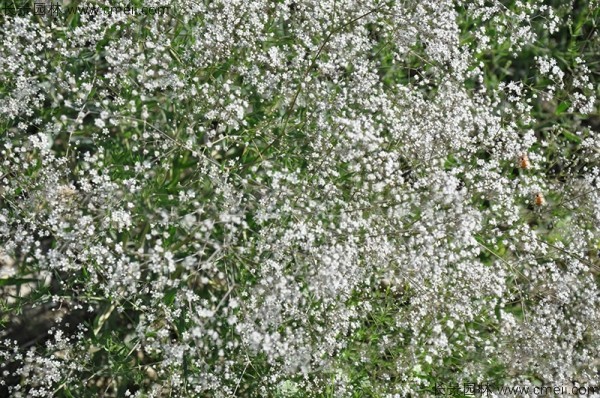 滿天星植物開花圖片