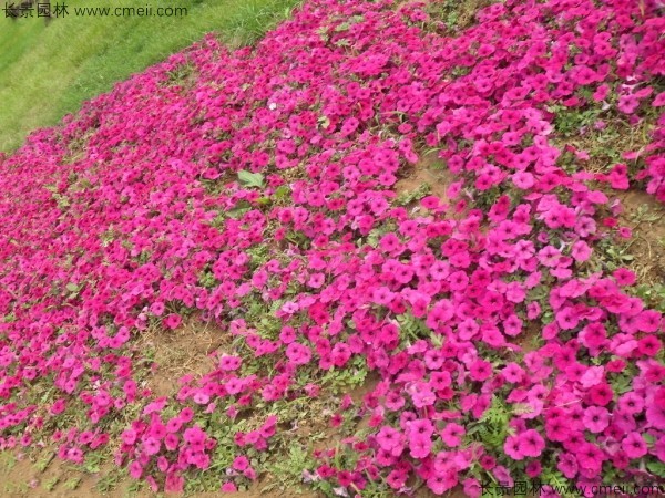 牽?；ǚN子發(fā)芽出苗開花圖片