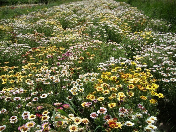 野菊花開花圖片