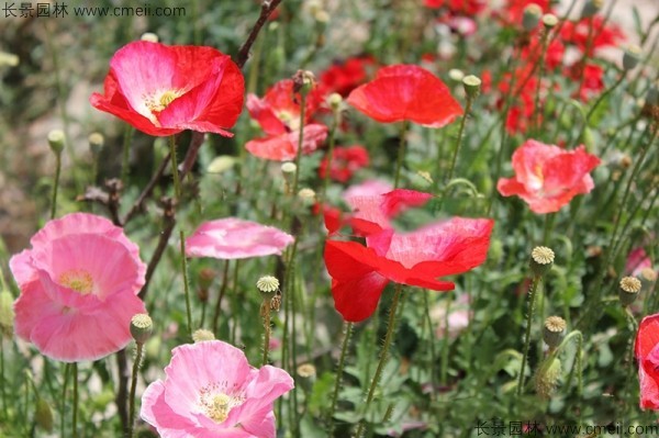 虞美人開(kāi)花圖片花海