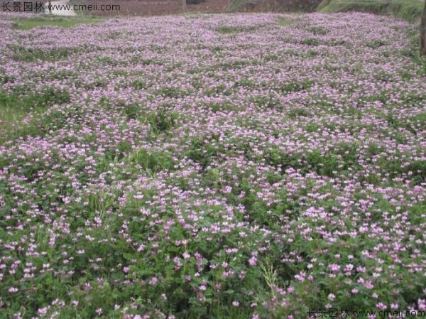 紫云英種子發(fā)芽出苗開(kāi)花圖片