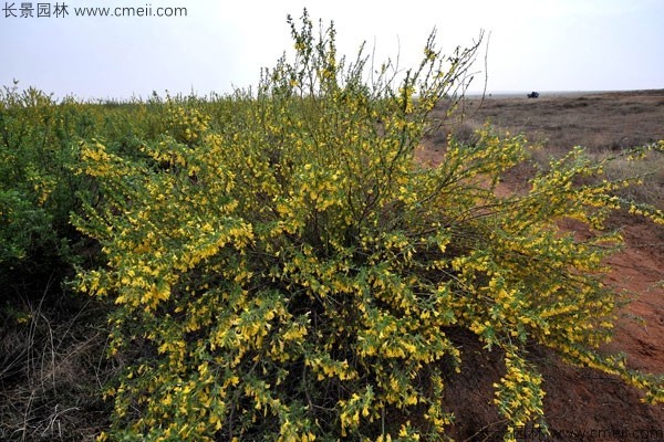 檸條種子發(fā)芽出苗開(kāi)花圖片