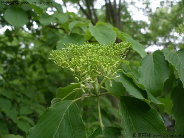 燈臺樹種子發(fā)芽出苗圖片