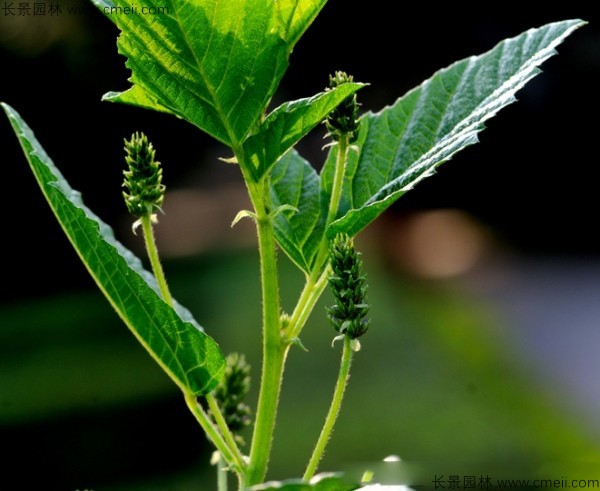 補骨脂種子發(fā)芽出苗開花圖片