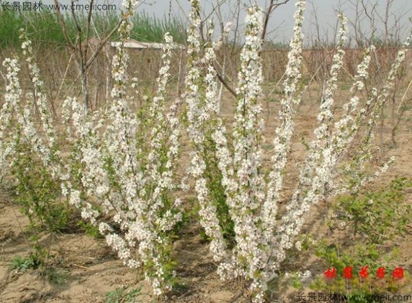 鈣果種子發(fā)芽出苗開花結(jié)果圖片