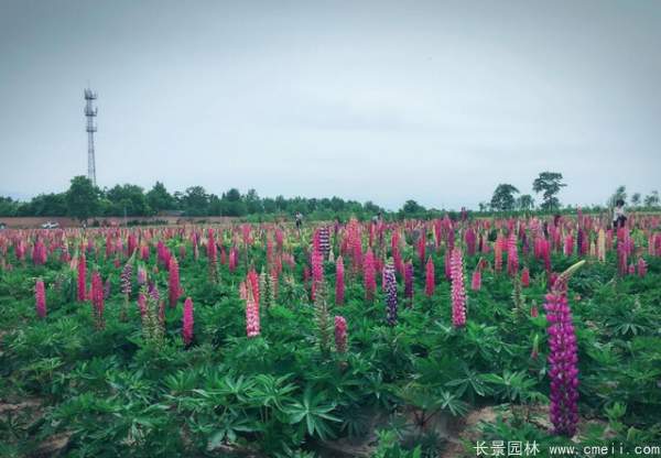 魯冰花種子發(fā)芽出苗開(kāi)花圖片