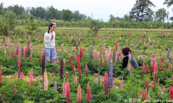 魯冰花種子發(fā)芽出苗開(kāi)花圖片