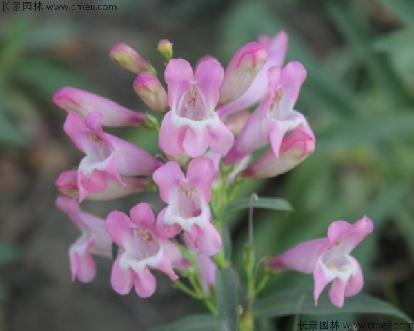 吊鐘柳種子發(fā)芽出苗開(kāi)花圖片