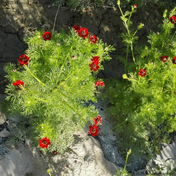 福壽花種子發(fā)芽出苗開花圖片