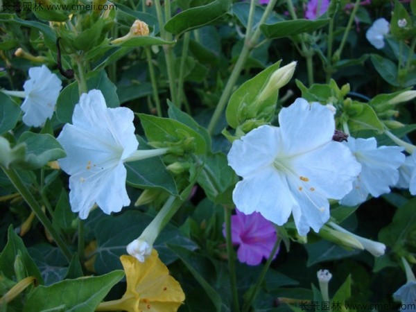 紫茉莉種子發(fā)芽出苗開花圖片