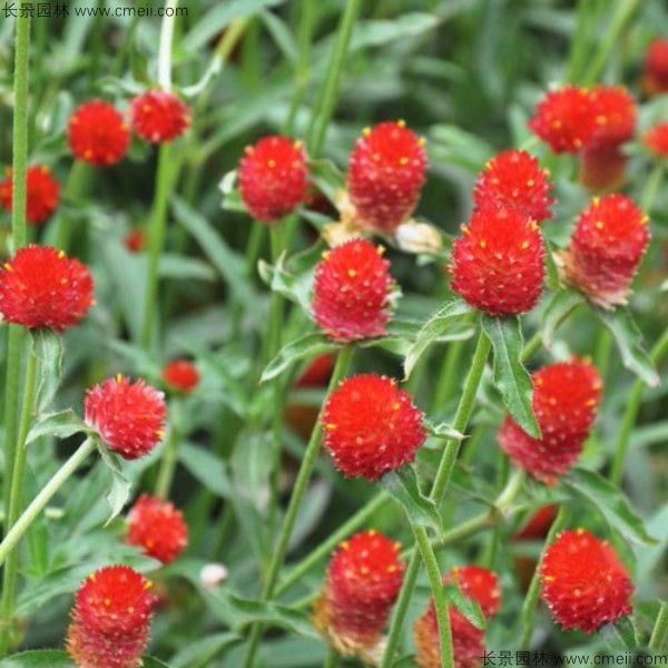 千日紅種子發(fā)芽出苗開花圖片