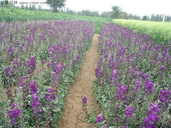 紫羅蘭種子發(fā)芽出苗開(kāi)花圖片