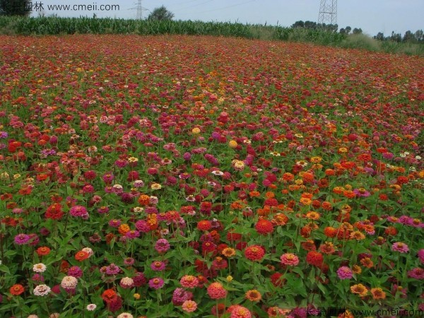 百日草種子發(fā)芽出苗開花圖片