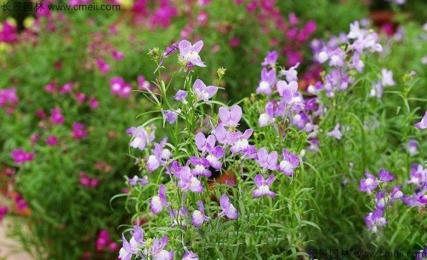 柳穿魚種子發(fā)芽出苗開花圖片