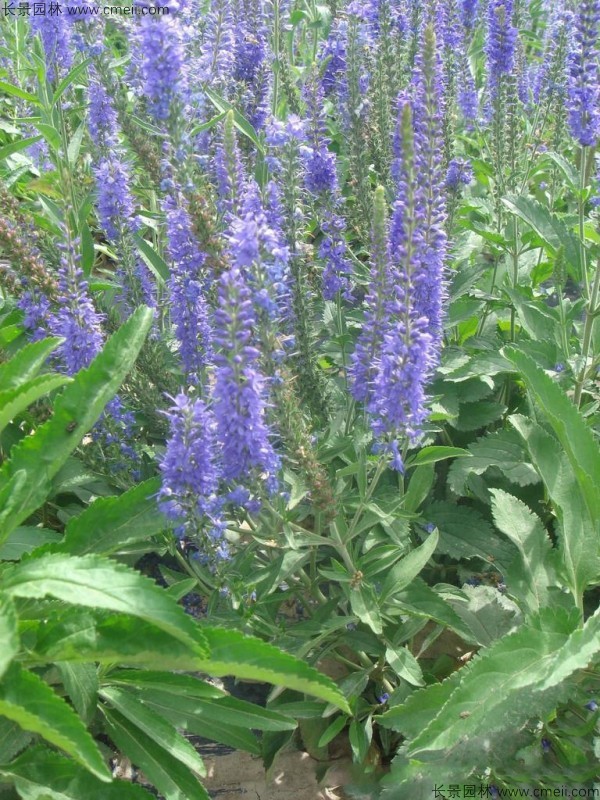 婆婆納種子發(fā)芽出苗開花圖片