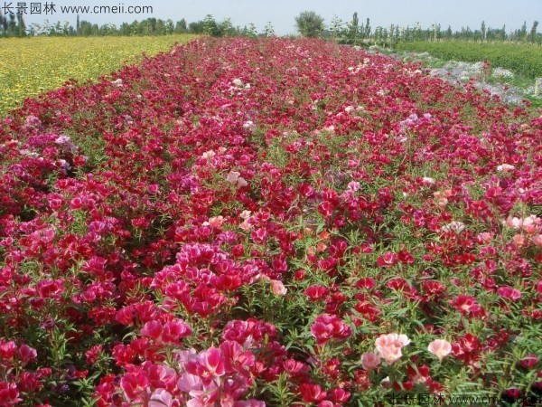 古代稀種子發(fā)芽出苗開(kāi)花圖片