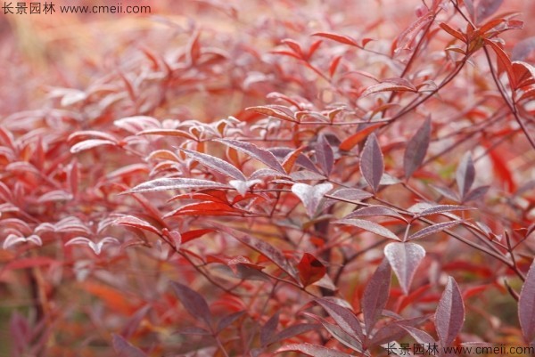 紅天竹種子發(fā)芽出苗圖片