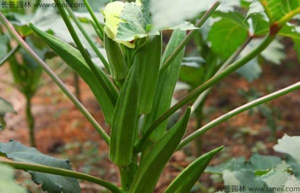 補腎菜種子發(fā)芽出苗圖片