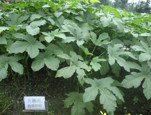 補腎菜種子發(fā)芽出苗圖片