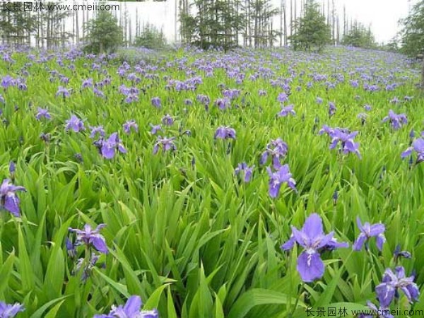 藍(lán)花鳶尾種子發(fā)芽出苗開(kāi)花圖片