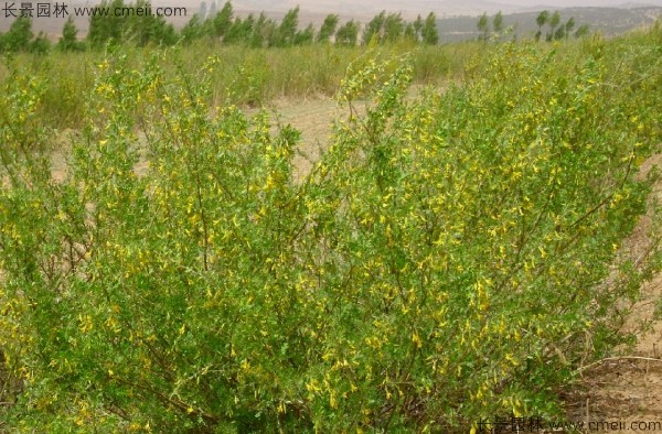 錦雞兒種子發(fā)芽出苗開(kāi)花圖片