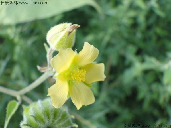 青麻種子發(fā)芽出苗開(kāi)花圖片