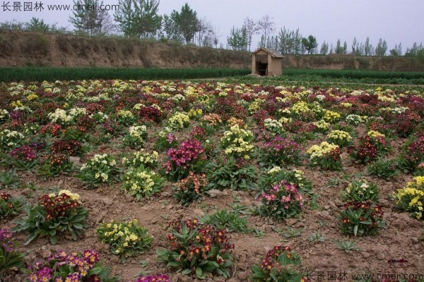 報春花種子發(fā)芽出苗開花圖片