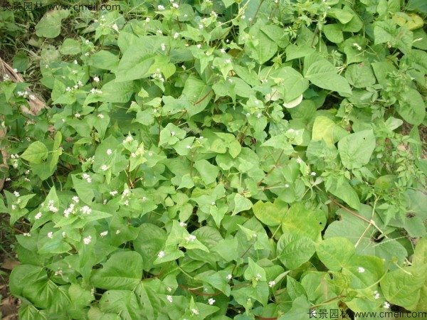 蕎麥種子發(fā)芽出苗圖片