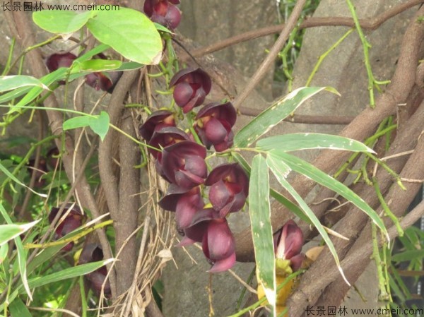 雞血藤種子發(fā)芽出苗開花圖片