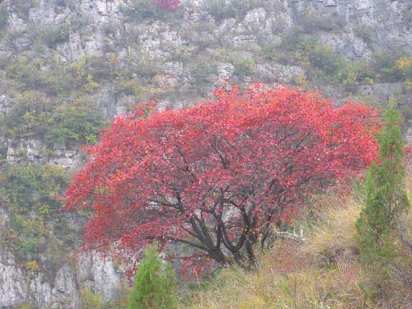 紅櫨種子發(fā)芽出苗圖片