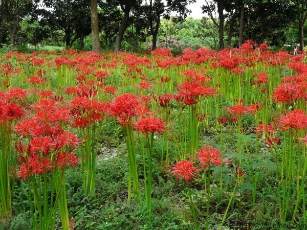 石蒜種子發(fā)芽出苗開(kāi)花圖片