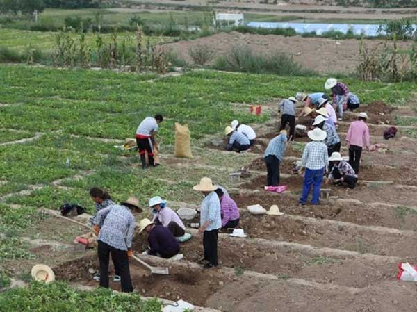 半夏種子發(fā)芽出苗采收圖片