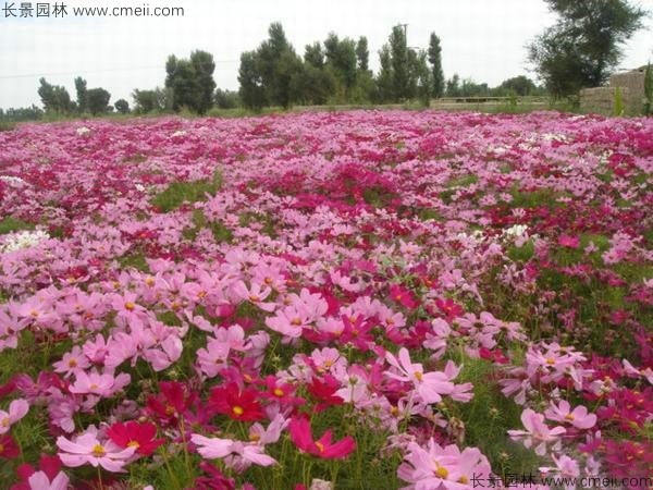 格?；ǚN子發(fā)芽出苗開(kāi)花圖片