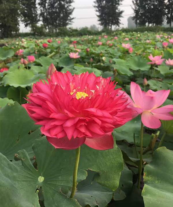 荷花種植基地實拍優(yōu)質(zhì)品種類