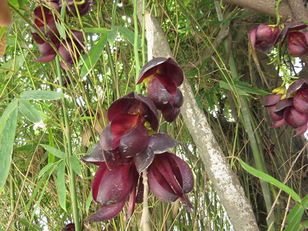 雞血藤樹(shù)苗開(kāi)花圖片