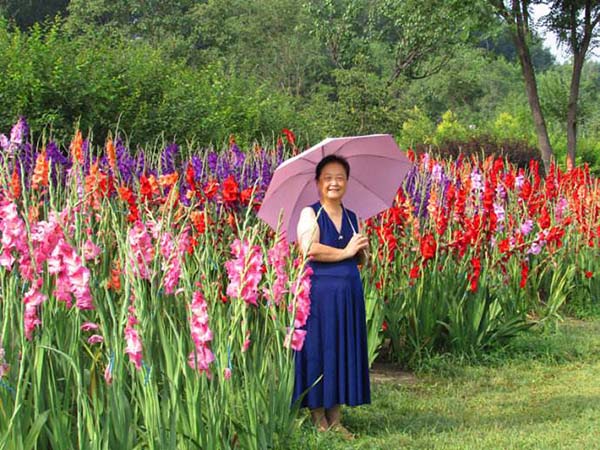 花卉植物唐菖蒲花朵