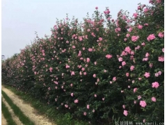 木槿樹苗、木槿花多少錢