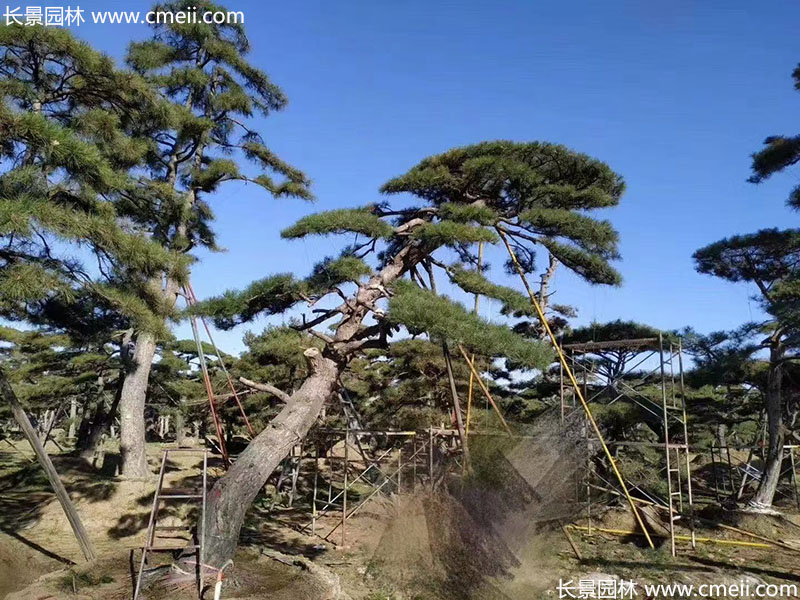 景觀(guān)樹(shù)造型黑松大型地景