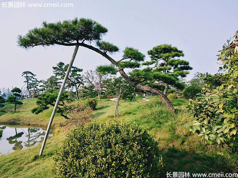 景觀(guān)樹(shù)造型黑松大型地景