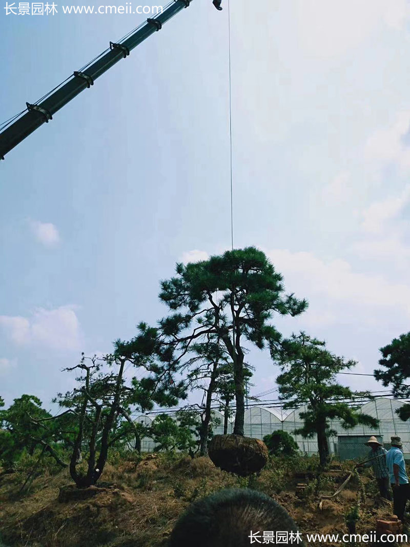 景觀(guān)樹(shù)造型黑松大型地景