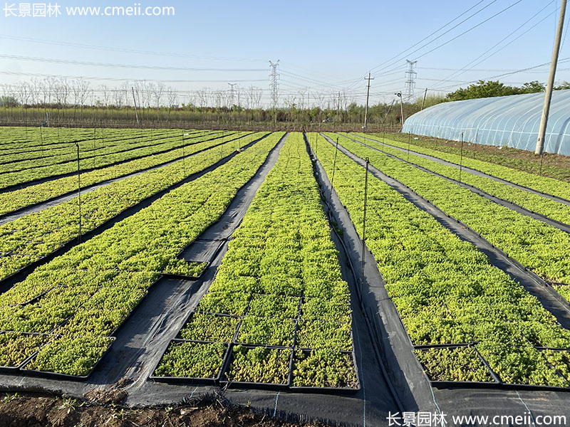 佛甲草托盤苗容器苗直接鋪設(shè)