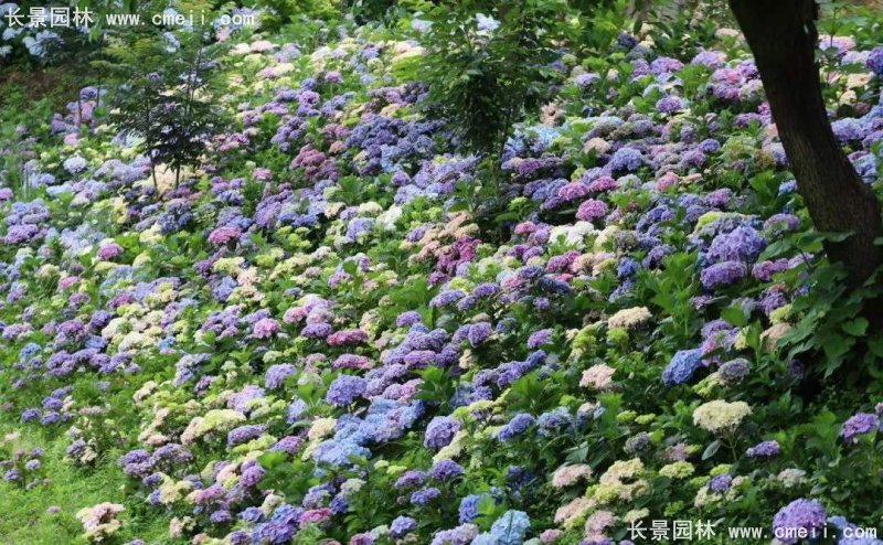 繡球花八仙花圖片基地實(shí)拍