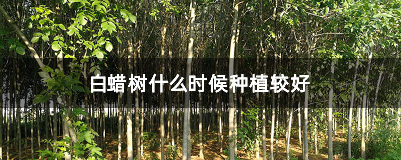 白蠟樹什么時(shí)候種植較好 白蠟樹什么時(shí)候種植較好