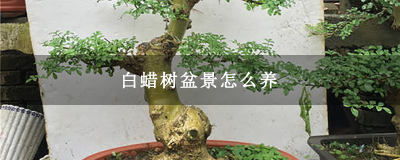 白蠟樹(shù)盆景怎么養(yǎng) 白蠟樹(shù)盆景怎么養(yǎng)