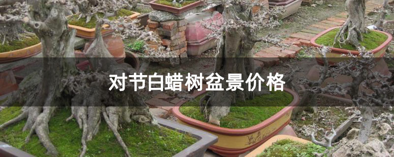 對(duì)節(jié)白蠟樹(shù)盆景價(jià)格 對(duì)節(jié)白蠟樹(shù)盆景價(jià)格