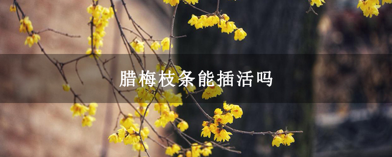 臘梅枝條能插活嗎 臘梅枝條能插活嗎