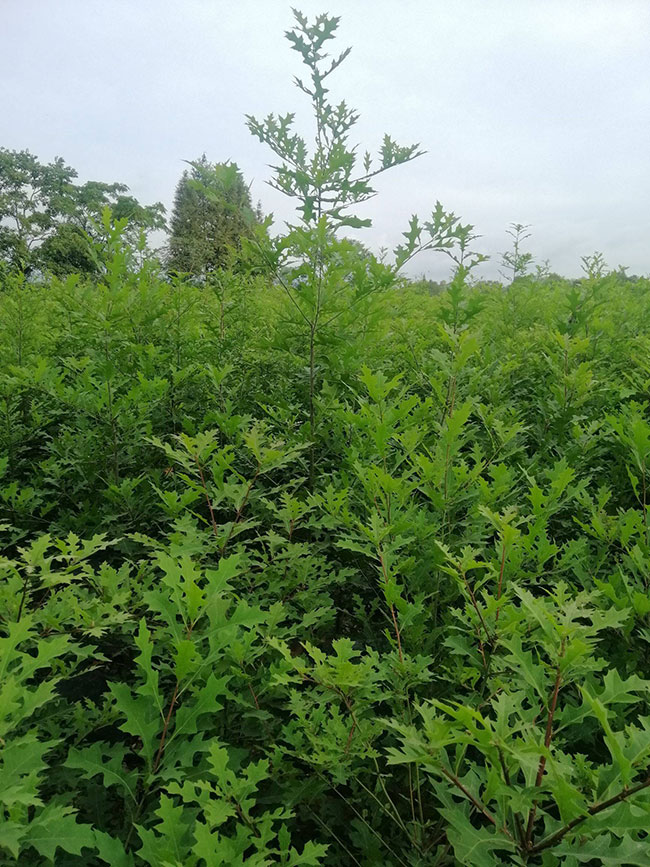 娜塔櫟小苗如何種植?娜塔櫟種植技術 娜塔櫟小苗如何種植?娜塔櫟種植技術